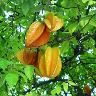Lá Khế Tươi ( Mua 2kg được tặng thêm 500g )