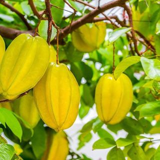 Lá Khế Tươi ( Mua 2kg được tặng thêm 500g )