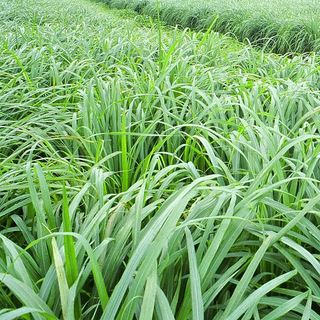 Lá Sả Khô 1kg Tặng Thêm 100g