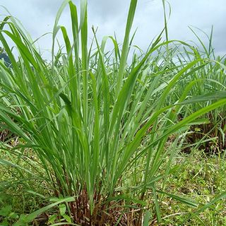 Lá Sả Khô 1kg Tặng Thêm 100g