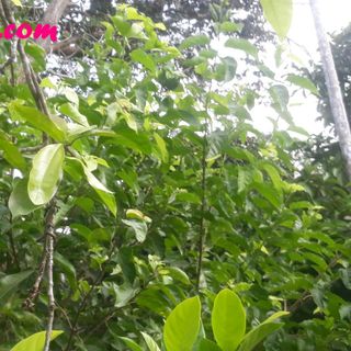 Lá Cách Non Xèo Có Sẵn Trong Vườn - Đồ Ăn