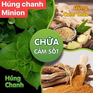 Dầu húng chanh