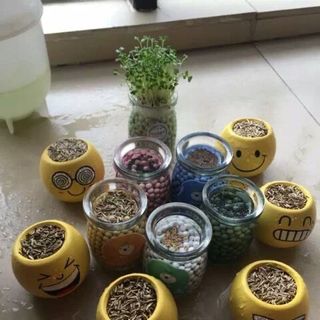 CHẬU CÂY THỦY TINH MINI CACBON TRÒN KÈM HẠT GIỐNG CỎ MAY MẮN