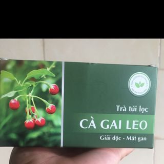 Trà gai leo túi lọc