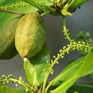 Lá Bàng Xanh Non Chữa Bệnh Phụ Khoa, Viêm Họng, Sưng Nướu, Tê Thấp