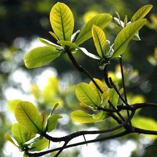 Lá Bàng Khô 100 Lá (Được Tặng Thêm 20 lá)