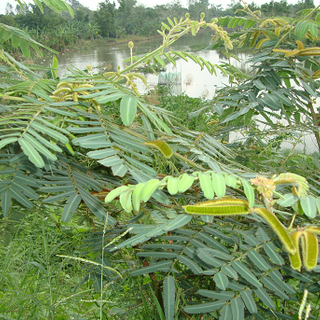 Cây Mai Dương Ngưu Ma Vương Cây Gai Sầu