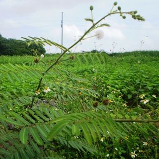 Cây Mai Dương Ngưu Ma Vương Cây Gai Sầu