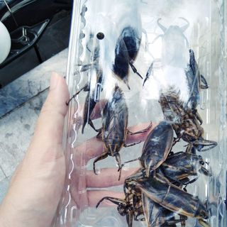 Cà cuống nguyên con sống (Cà cuống Đại Thanh)
