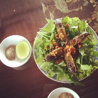 Cà cuống nguyên con sống (Cà cuống Đại Thanh)