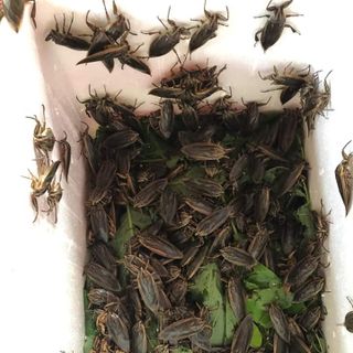 Cà cuống nguyên con sống (Cà cuống Đại Thanh)