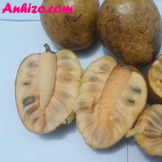 Trái Bình Bát Khô Anhizo