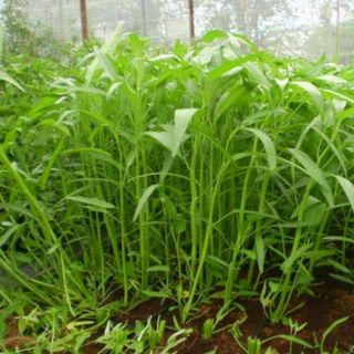 Hạt giống rau muống lá tre Rạng Đông 1kg