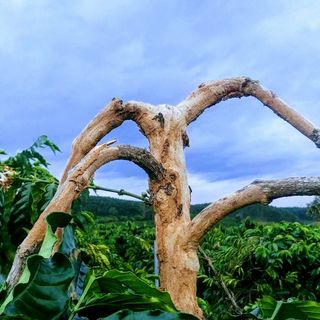 Cà phê nguyên chất, cà phê Robusta