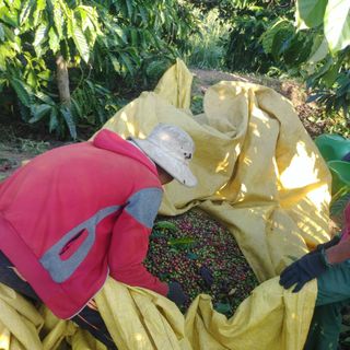 Cà phê nguyên chất, cà phê Robusta