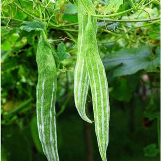 Hạt Giống Mướp Nhật Trái Dài