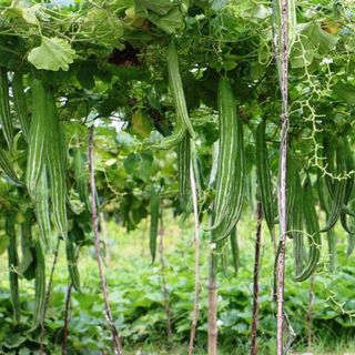 Hạt Giống Mướp Nhật Trái Dài