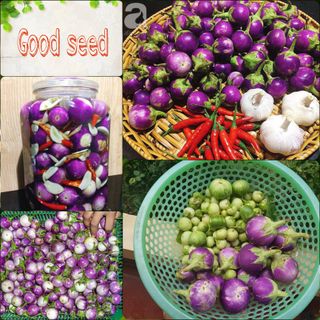 Hạt Giống Cà Pháo Tím