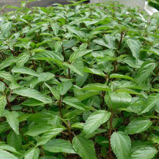 Hạt Giống Rau Đay Đỏ