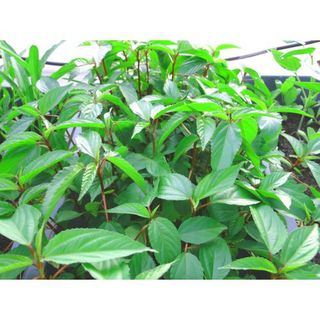 Hạt Giống Rau Đay Đỏ
