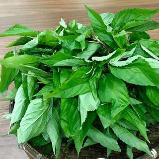 Hạt Giống Rau Đay Đỏ