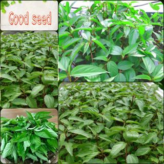 Hạt Giống Rau Đay Đỏ