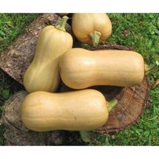 Hạt Giống Bí Ngô Mật Cao Sản