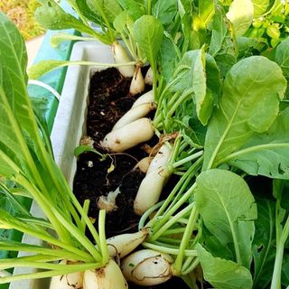 Hạt Giống Củ Cải Đường Cao Sản