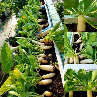 Hạt Giống Củ Cải Đường Cao Sản