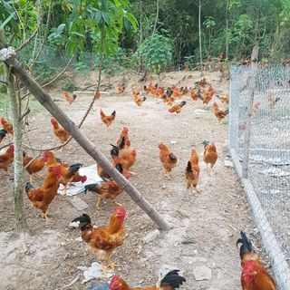 Gà ta thả vườn nguyên con
