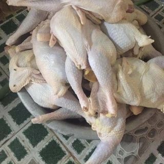 Gà ta thả vườn nguyên con