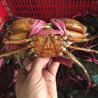 Cua Thịt Cà Mau Giá Rẻ Bao Ăn