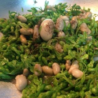Kê gà tây (Nga/ Mỹ)