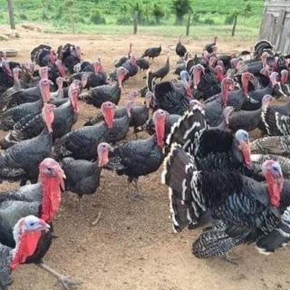 Đùi gà tây/gà trống chọi