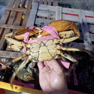 Hương Chi Chuyên Cua Cà Mau Bao Ăn Bao Rẻ