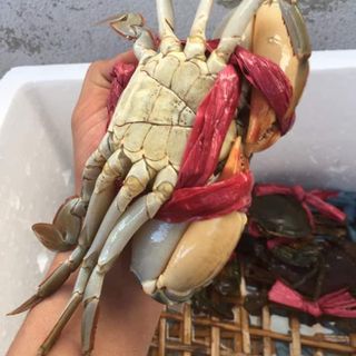 Hương Chi Chuyên Cua Cà Mau Bao Ăn Bao Rẻ