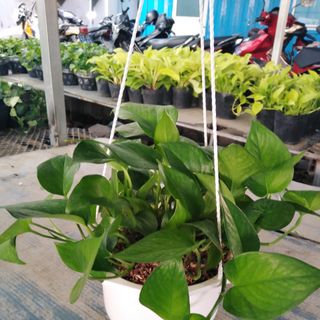 Trầu bà xanh ta chậu treo