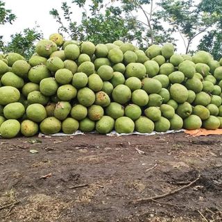 Mít sấy giòn 250Gr/ túi