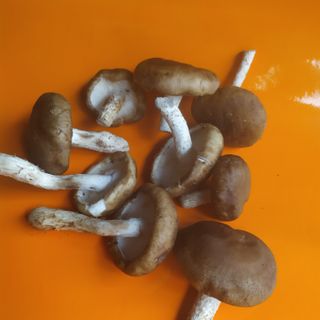 Nấm hương rừng Đà Lạt