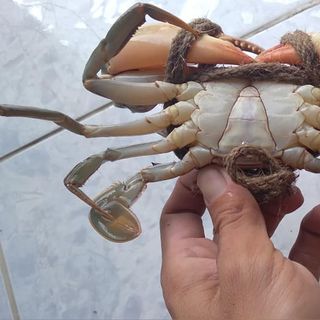 Hương Chi Chuyên Cua Cà Mau Bao Ăn