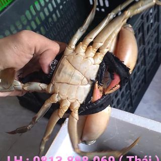 Hương Chi Chuyên Cua Cà Mau Bao Ăn