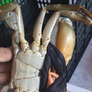 Hương Chi Chuyên Cua Cà Mau Bao Ăn