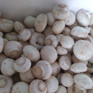 Nấm mỡ trắng