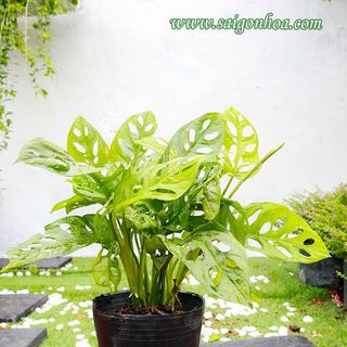 Trầu bà cửa sổ