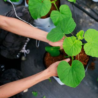 Thiết bị nhà kính, màng nhà kính Israel, thanh nẹp zíc zắc