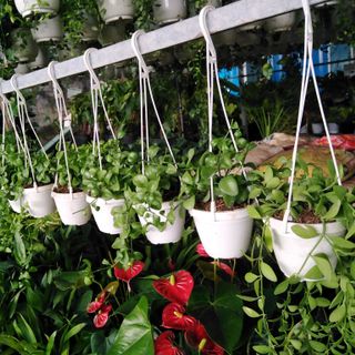 Chậu lan mini treo