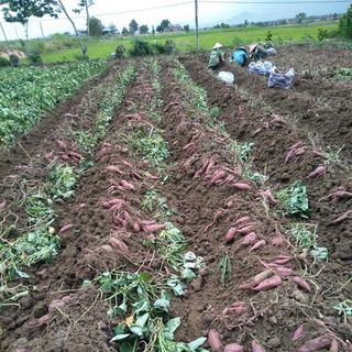 KHOAI LANG MẬT VÀNG sấy giòn, túi 500Gr