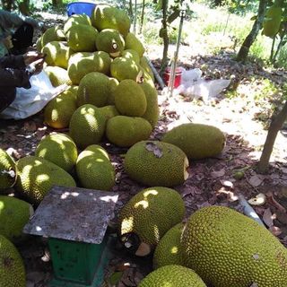 MÍT sấy giòn 250Gr/ túi. Loại A