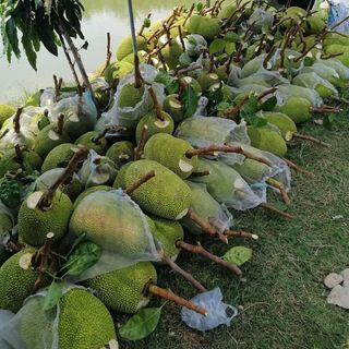 MÍT sấy giòn 250Gr/ túi. Loại A
