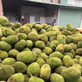MÍT sấy giòn 500Gr/ túi